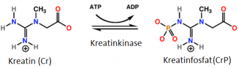 Creatine phosphate shuttle